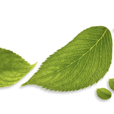 myLife photo article